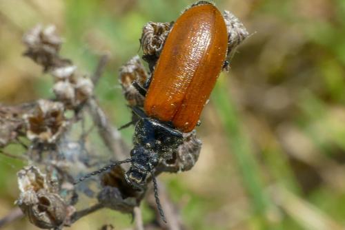 Omophlus sp.
